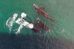 PUERTO MADRYN Y PENÍNSULA VALDÉS