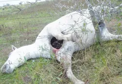 ¿Encontraron al verdadero “chupacabras” en Córdoba?