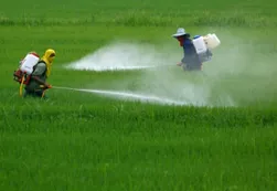 Simulacro de fallo del Tribunal de La Haya contra Monsanto