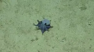 Descubren una nueva especie de pulpo en las islas de Galápagos