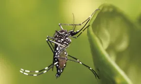 Cambio climático y salud global: advierten que el virus Chikungunya podría expandirse hacia Europa y América del Norte