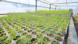 Gen Nativo Córdoba: Laboratorios que crean especies autóctonas de árboles