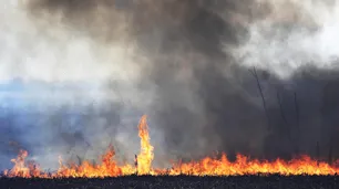 Personalidades de la cultura piden al gobierno medidas ante la crisis ambiental