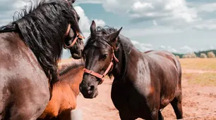 Encefalomielitis Equina: disponen la obligatoriedad de la vacuna ante la emergencia sanitaria