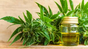 La marihuana tiene un Día Mundial que impusieron los alumnos de un colegio secundario