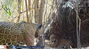 Nacieron yaguaretés en el Estero del Iberá por primera vez en 70 años