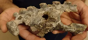 San Pedro: encontraron restos fósiles de un mamífero que vivió hace más de 500 mil años