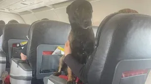 Turquía decidió que los perros rescatistas regresen en primera clase y no en la bodega de los aviones