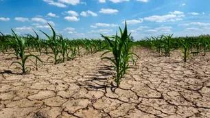 Por la sequía, aumenta la presión impositiva del Estado sobre la renta del campo