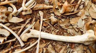 Encontraron 2 mil gatos muertos que iban a ser usados para medicamentos humanos