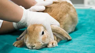 Un virus similar al ébola mata a conejos en Estados Unidos y México