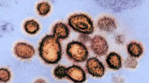 Tras la pandemia de Covid, reaparecen virus que el mundo creía haber dejado atrás