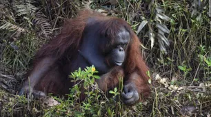 La foto viral del orangután que "tendió la mano" a un hombre para salvarlo