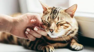 A quién dejarle el cuidado de las mascotas cuando viajamos