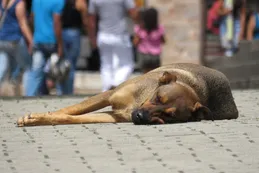 Con el visto bueno de Milei, Diputados iniciará el tratamiento de la "Ley Conan" contra el maltrato animal
