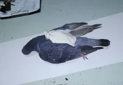 Cayó la “narcopaloma” que traficaba drogas en una cárcel de La Pampa