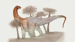 Chucarosaurus: cómo era el dinosaurio gigante que descubrieron en Río Negro