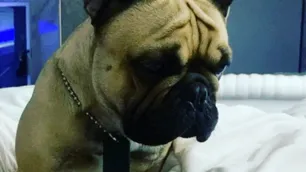 Apareció "Cooper", el perro del empresario descuartizado, y creen que podría llevar a los asesinos