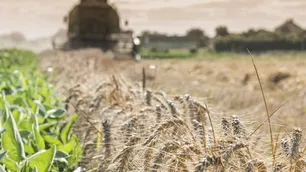 Por la sequía extrema habrá menos trigo: ¿impactará en el precio del pan?