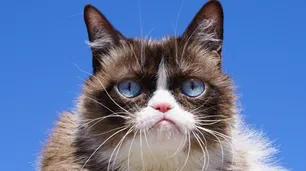 Murió Grumpy Cat, la "gata gruñona" más famosa de internet