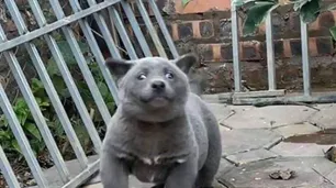 ¿Es un perro o un gato?: el animal que abrió un debate en redes