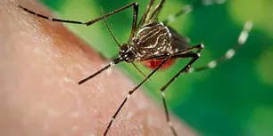 Dengue: las recomendaciones del Ministerio de Salud para prevenir contagios