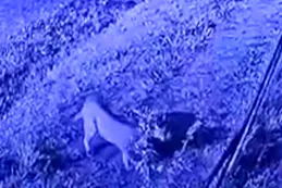 Qué se sabe del puma suelto en Pilar: crece el alerta y la preocupación
