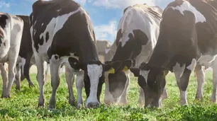 Mastellone Hermanos, la primera empresa argentina en obtener el sello de bienestar animal para sus productos