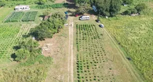 Santa Fe: cayó un jefe de la barrabrava de Colón que custodiaba un campo de marihuana