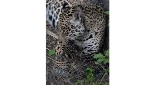 Una cautelar pide que la yaguareté Tania y su cría sean llevadas a un hábitat semicontrolado
