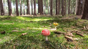 Hongos, la fascinante red neuronal de la Tierra