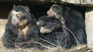 Los tres osos del Ecoparque ya están en su nuevo hogar, una santuario de Estados Unidos