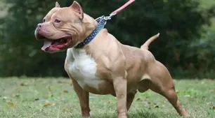 Indemnizan a un hombre que sufrió la amputación de una falange por la mordedura de un perro