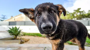 La nueva ola de domesticación: cómo los perros están evolucionando para vivir en la ciudad