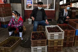 Efecto virus: Beijing es la tercera ciudad china que prohíbe comer animales silvestres