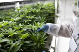 Colombia, famosa por el tráfico de cocaína, empieza a adoptar el cannabis