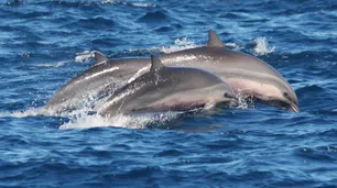 Polémica y denuncia por unas escenas de sexo entre delfines en un programa de TV