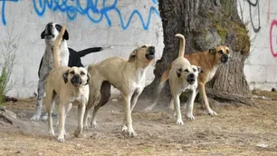 Sorpresivos descubrimientos sobre el origen de los perros