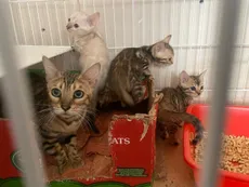 La policía porteña rescató 18 gatos y 15 perros en dos allanamientos