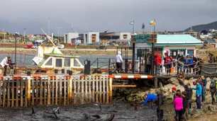 Ushuaia | Un grupo de delfines encalló en la costa y los vecinos los rescataron