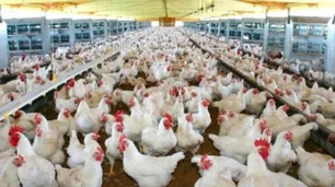 Argentina recupera el estatus de libre de gripe aviar para volver a exportar