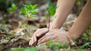 La importancia de los jardines nativos en propiedades privadas de la ciudad de Buenos Aires