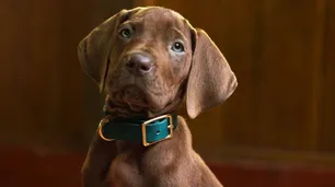 Netflix inició el rodaje de la nueva serie live-action de Scooby-Doo: cuándo se estrena
