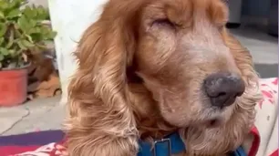 Un perro ciego fue abandonado por su dueña junto a una carta en el jardín de una casa