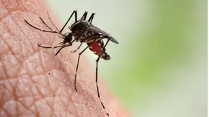 Alerta sanitaria en Salta: ya se registran más de 150 casos de chikungunya en la temporada de verano