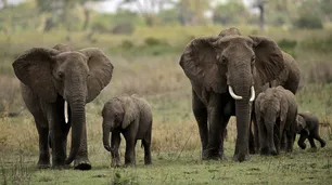 Zimbabue venderá elefantes a "quien desee vida silvestre"