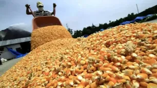 La producción del maíz subirá un 24% en 2026 y podría alcanzar los 62 millones de toneladas