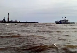 Una ballena quedó varada en Dock Sud