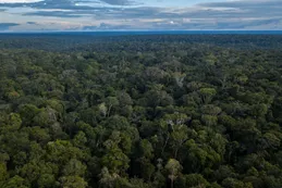 Video | Comer puede ser una forma de ayudar a salvar la Amazonia