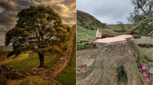Talaron el árbol emblemático de "Robin Hood" en el Reino Unido